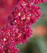 Amaranthus caudatus image