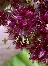 Amaranthus caudatus image