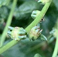 Beta vulgaris image