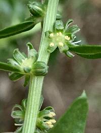 Beta vulgaris image