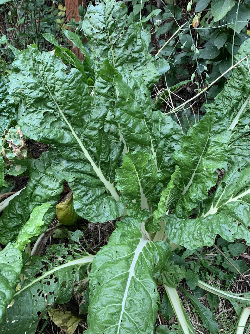 Beta vulgaris image