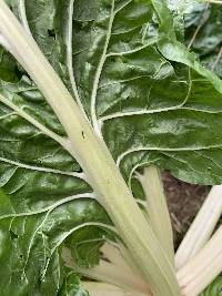 Beta vulgaris image