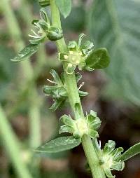 Beta vulgaris image