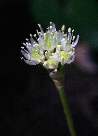 Allium burdickii image