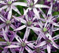 Allium giganteum image