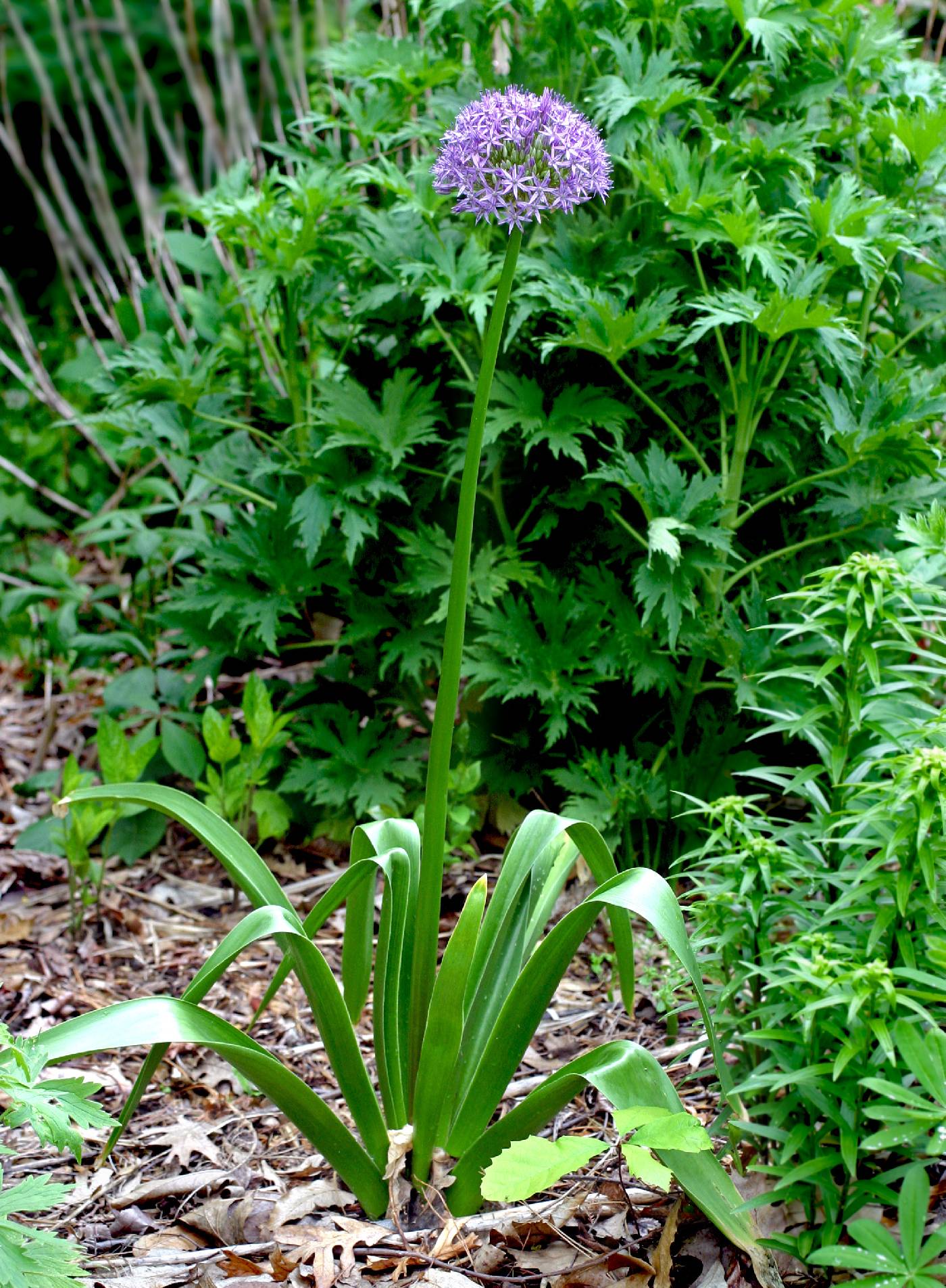 Allium giganteum image