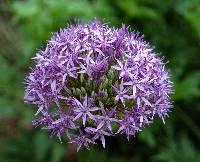 Allium giganteum image