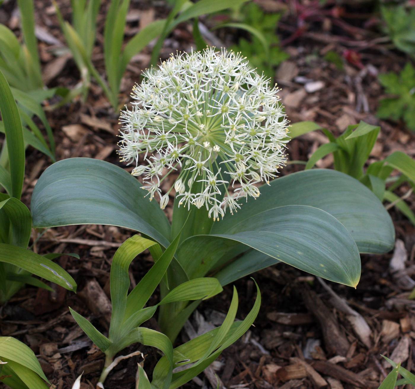 Allium karataviense image