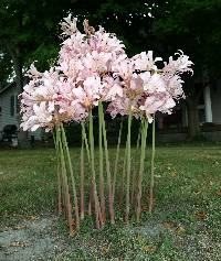 Image of Lycoris squamigera