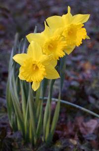 Image of Narcissus pseudonarcissus