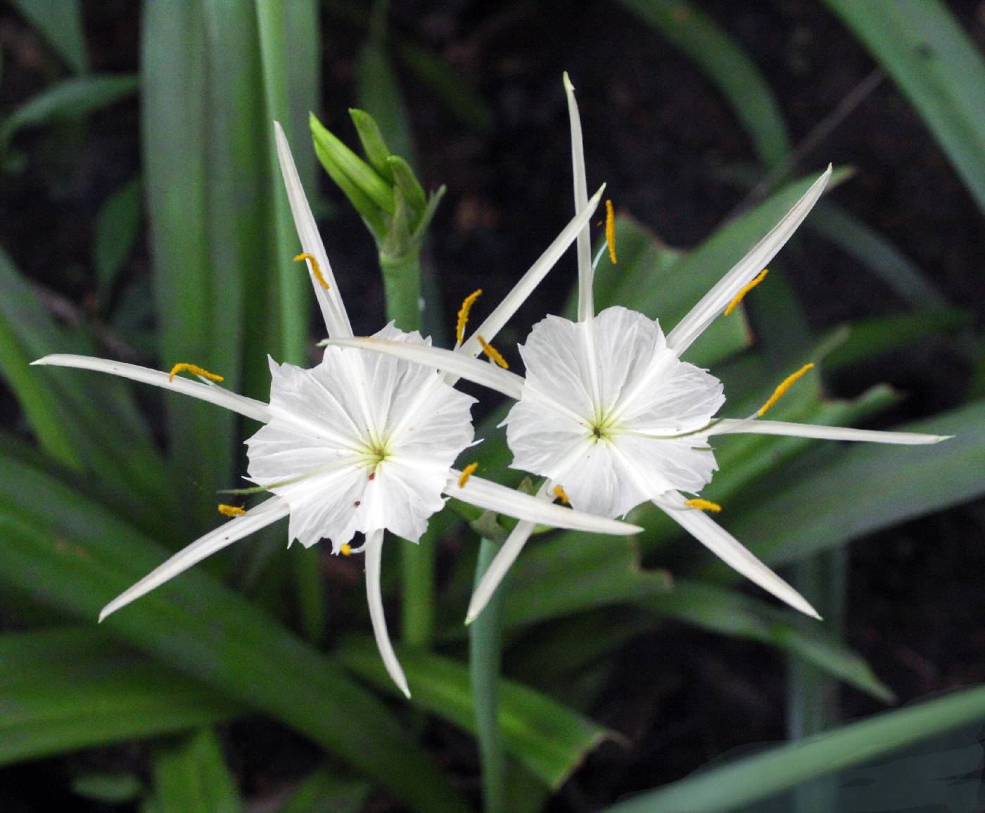 Hymenocallis choctawensis image