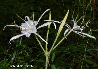 Hymenocallis occidentalis image