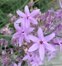 Tulbaghia violacea image