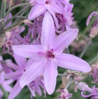 Tulbaghia violacea image