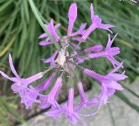 Tulbaghia violacea image