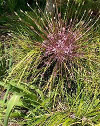 Allium schubertii image