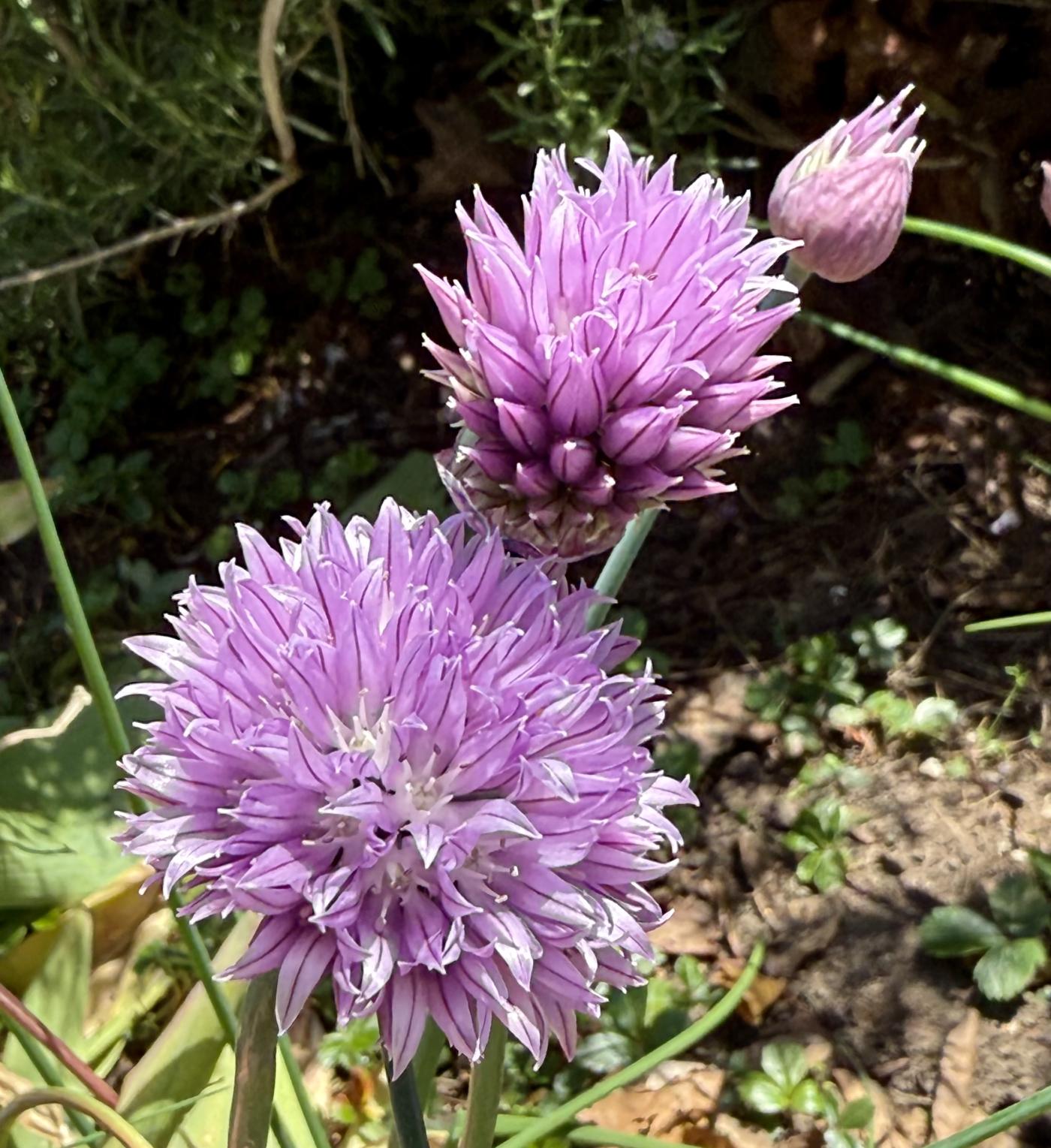 Allium schoenoprasum image