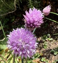 Media resource of Allium schoenoprasum