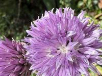 Allium schoenoprasum image