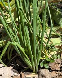 Allium schoenoprasum image