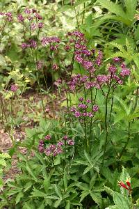 Astrantia major image