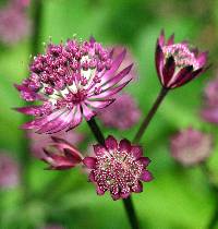 Media resource of Astrantia major