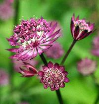 Image of Astrantia major