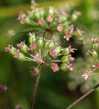 Cicuta maculata image