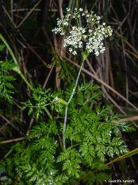 Conioselinum chinense image