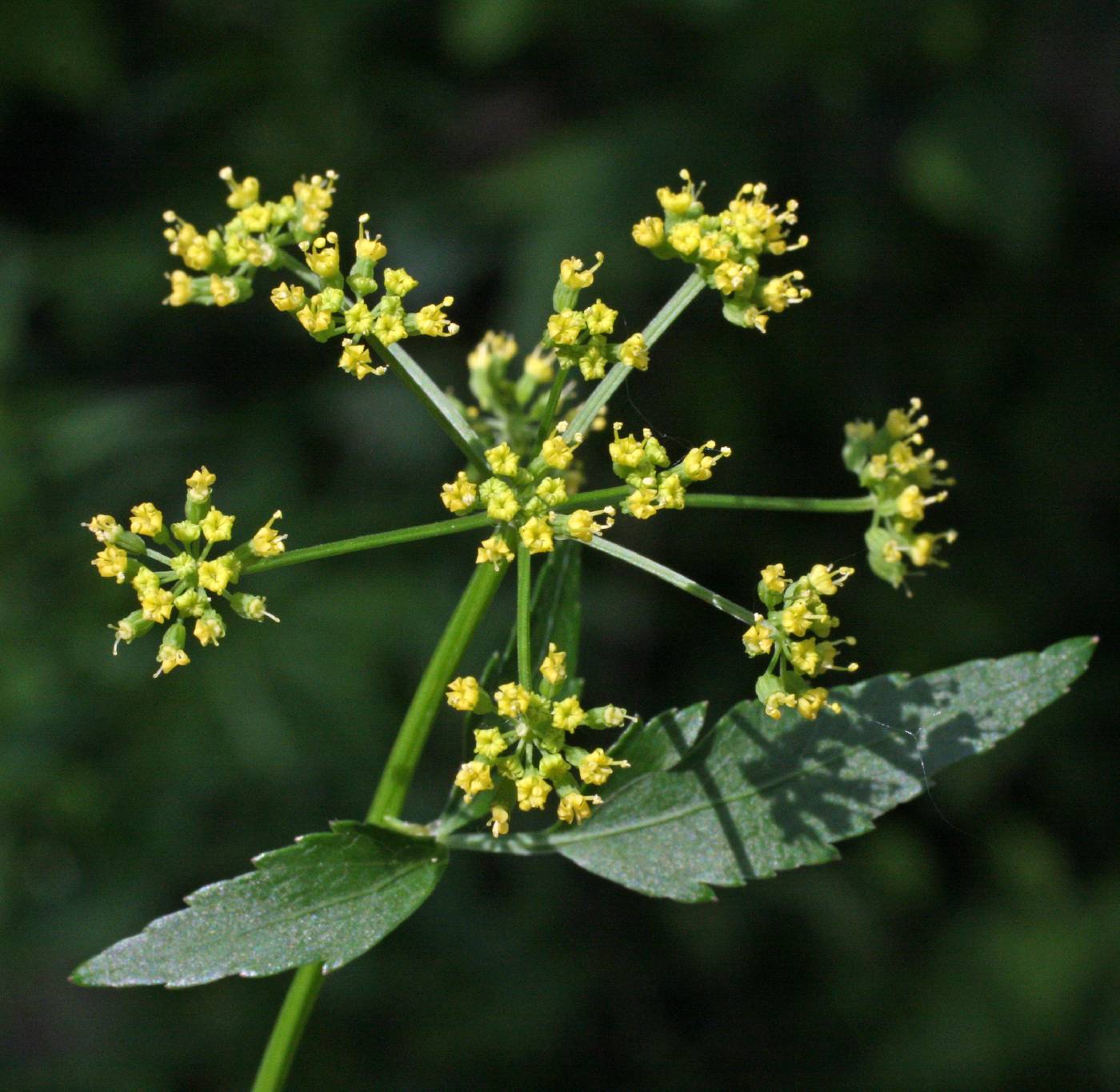 Thaspium trifoliatum var. aureum image