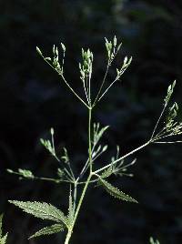 Cryptotaenia canadensis image