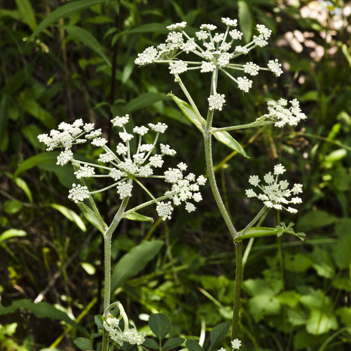 Ligusticum canadense image