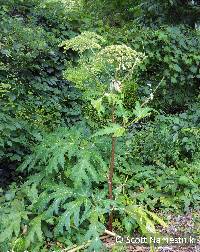 Image of Heracleum mantegazzianum