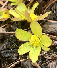 Hacquetia epipactis image