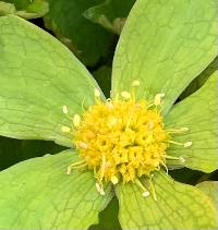 Hacquetia epipactis image