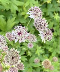 Astrantia major image