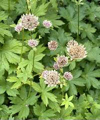 Astrantia major image