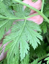 Chaerophyllum hirsutum image