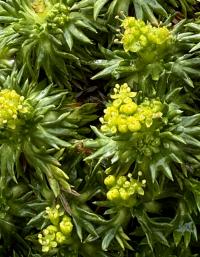 Azorella trifurcata image