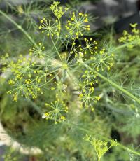 Anethum graveolens image