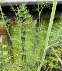 Anethum graveolens image