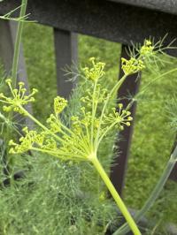 Anethum graveolens image