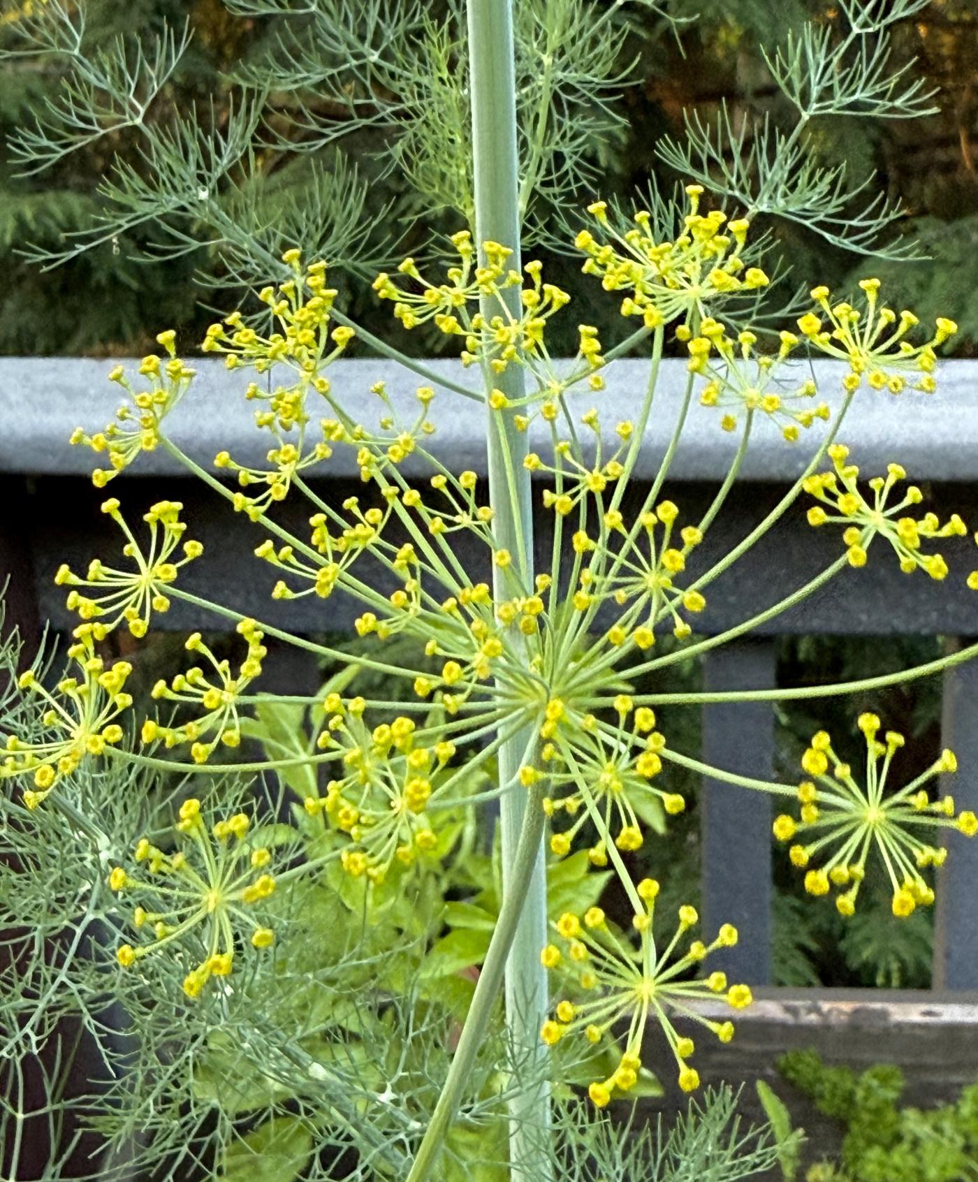 Anethum graveolens image