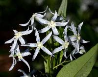 Image of Amsonia illustris