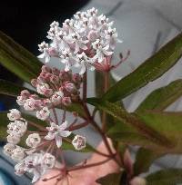 Image of Asclepias perennis