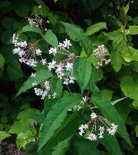 Asclepias quadrifolia image