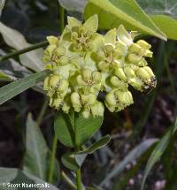 Image of Asclepias meadii