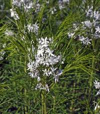 Image of Amsonia hubrichtii