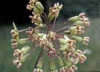 Asclepias amplexicaulis image