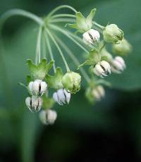 Asclepias exaltata image